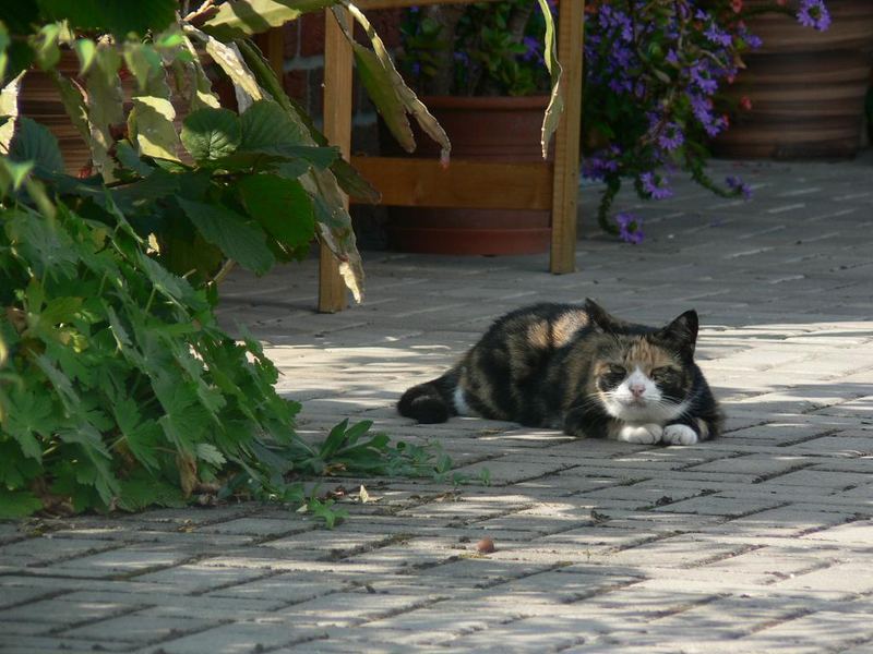 katze auf der Lauer