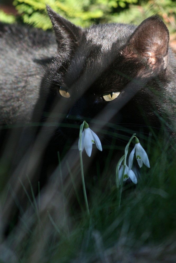 Katze auf der Lauer