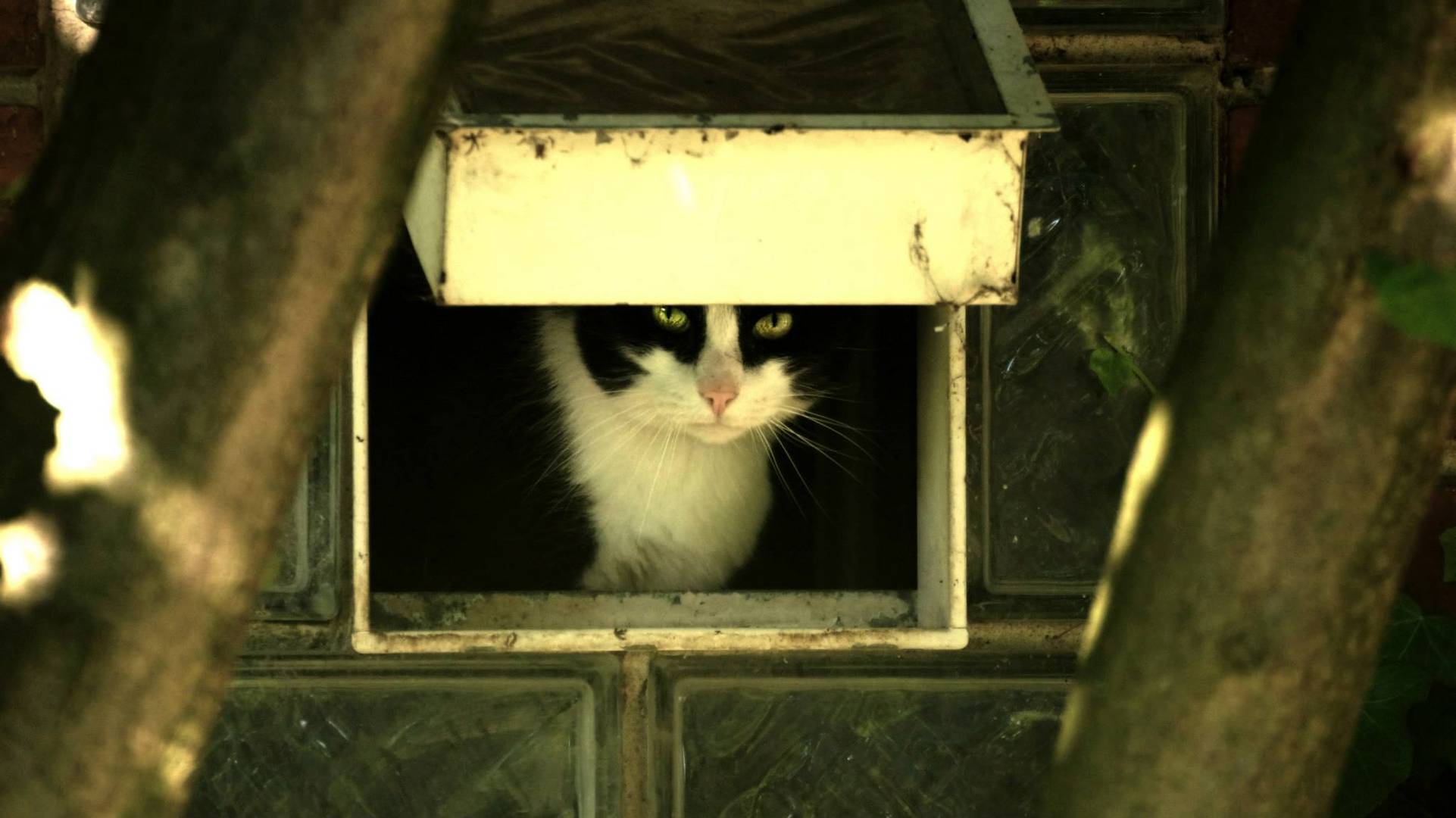 Katze auf der Lauer....