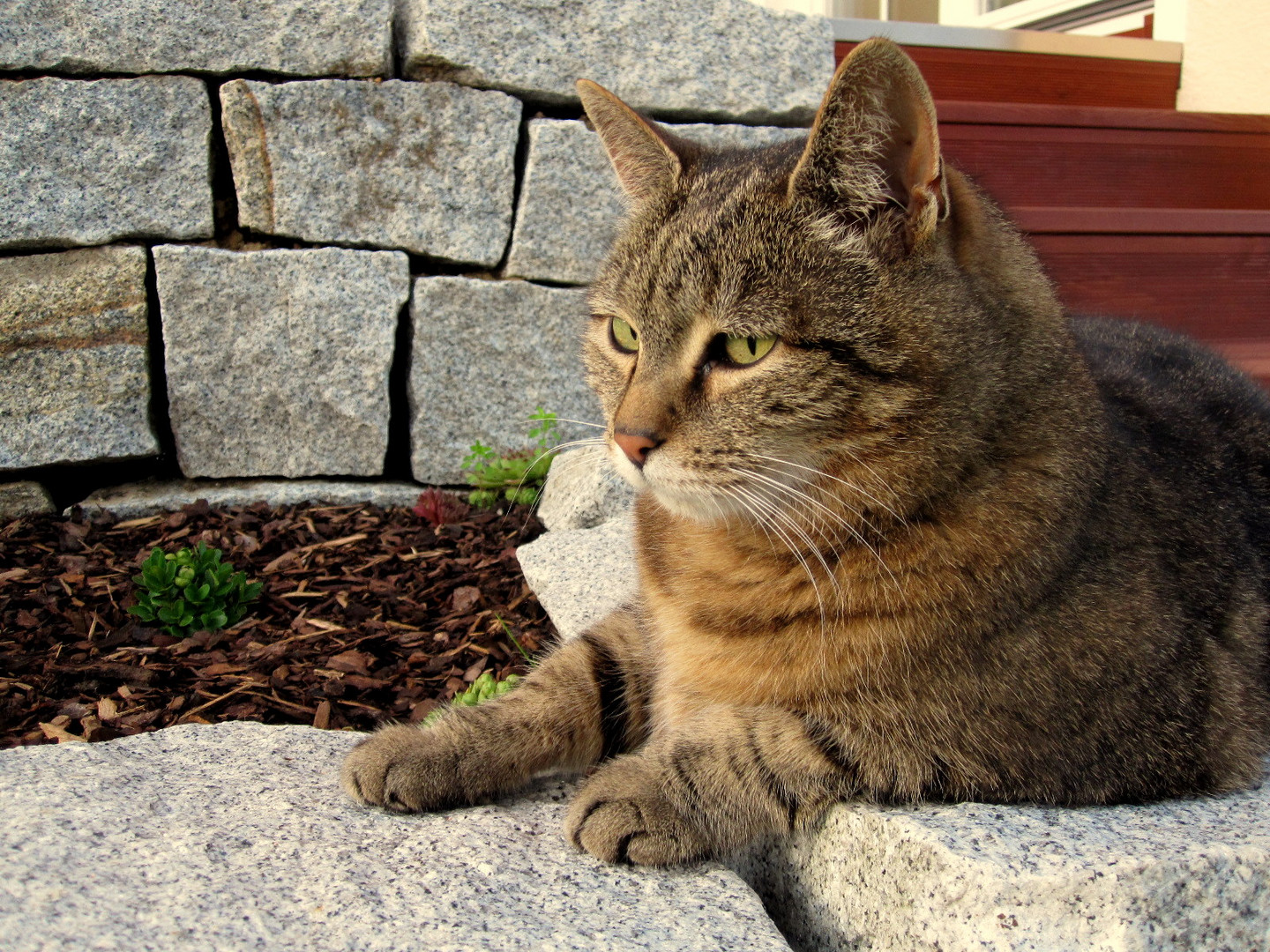 Katze auf der Lauer