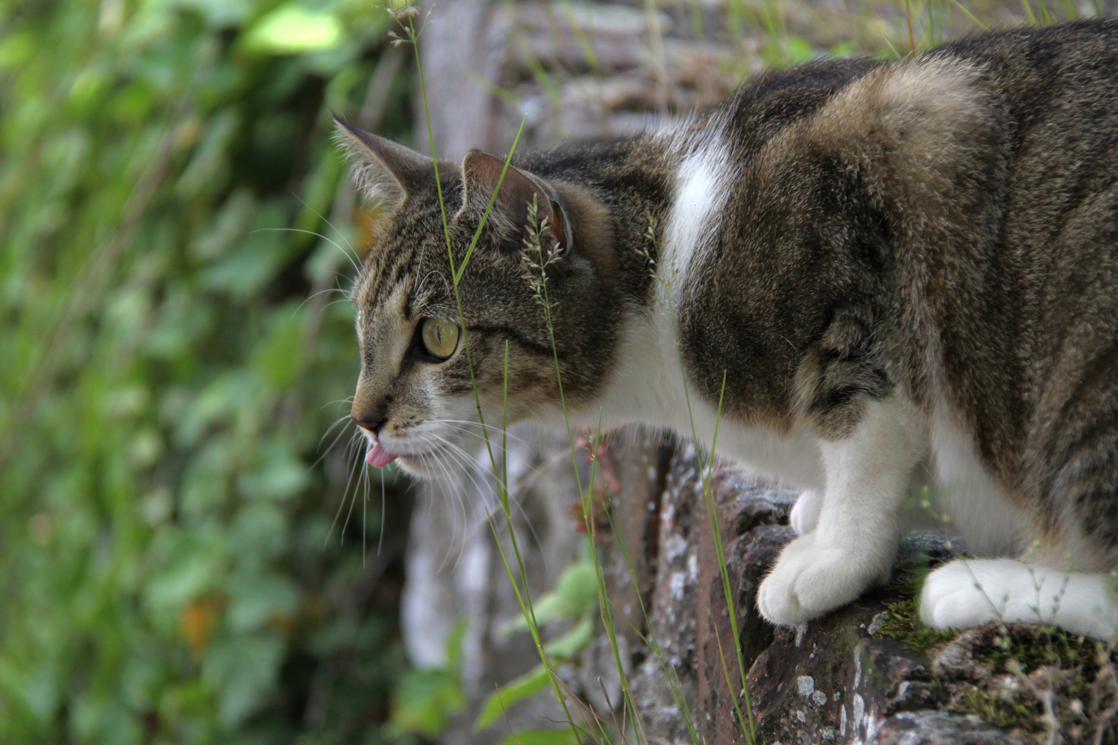 Katze auf der Lauer