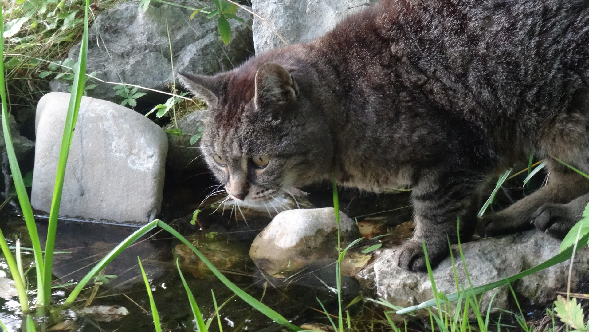 Katze auf der Lauer  im Klostergarten Bernried am Starnberger See 