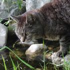 Katze auf der Lauer  im Klostergarten Bernried am Starnberger See 