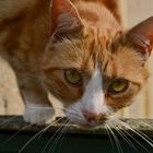 Katze auf der Mauer