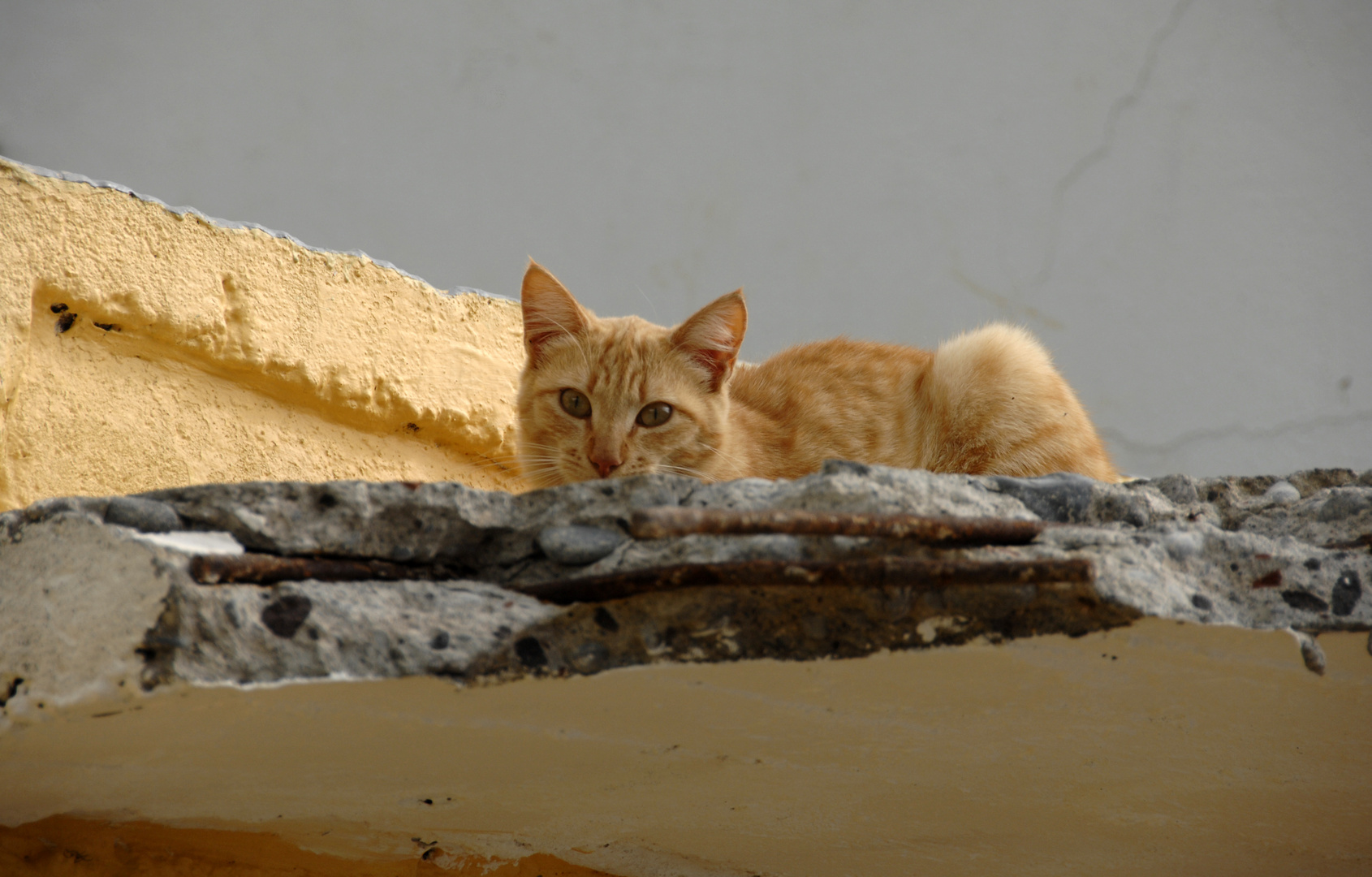 Katze auf der Mauer....