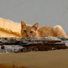 Katze auf der Mauer....