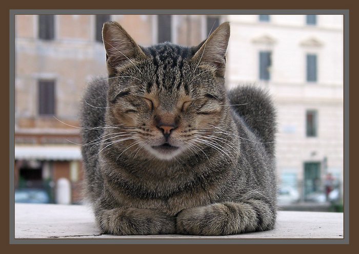 Katze auf der Piazza Argentina