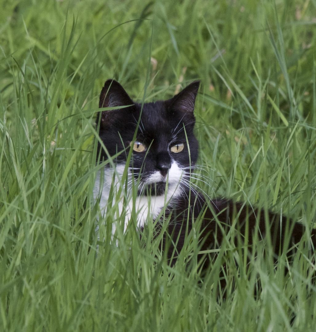 Katze auf der Pirsch............