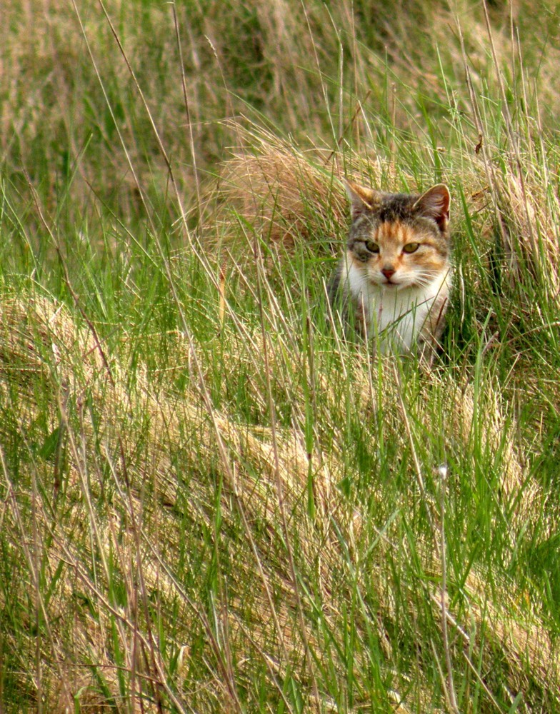 Katze auf der Pirsch.