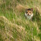 Katze auf der Pirsch.