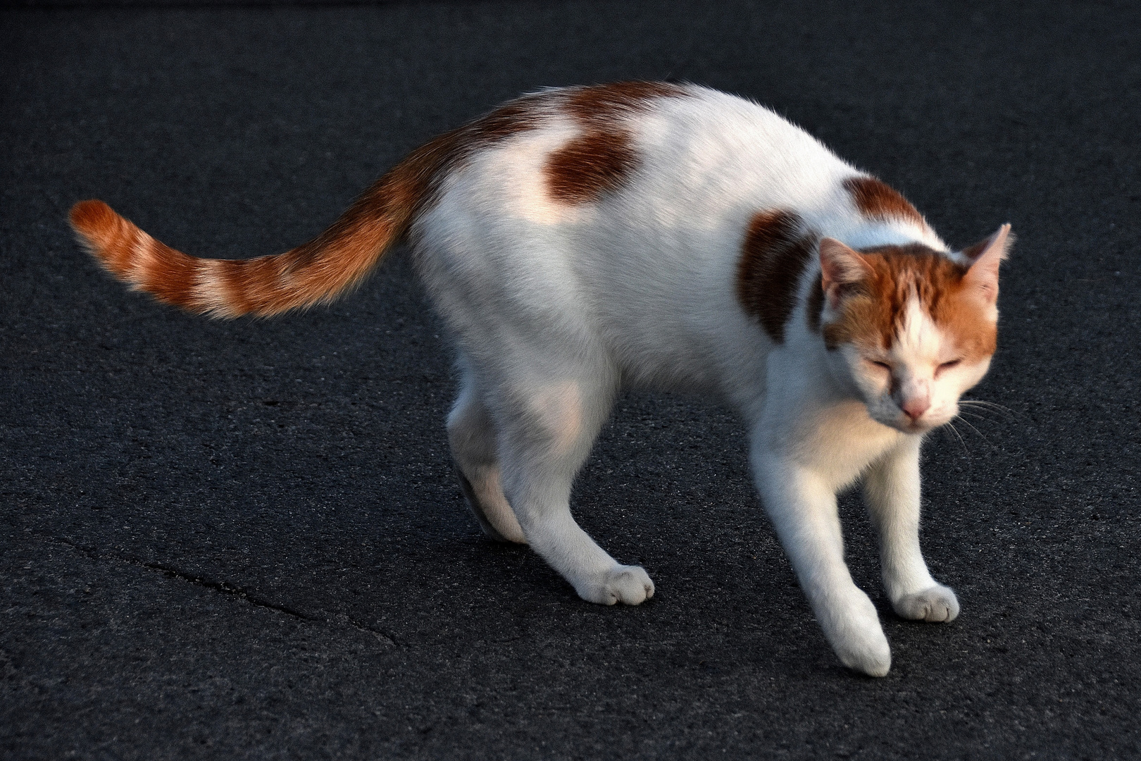 Katze auf der Straße Foto & Bild | tiere, haustiere, katzen Bilder auf fotocommunity