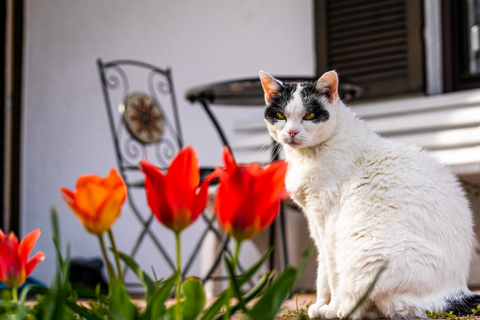 Katze auf der Terrasse