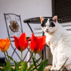 Katze auf der Terrasse