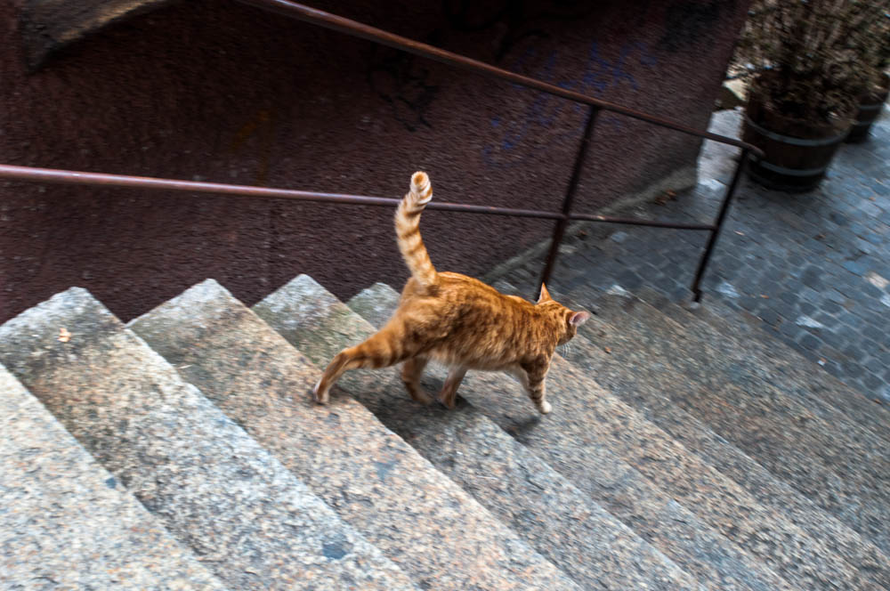 Katze auf der Treppe