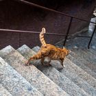 Katze auf der Treppe