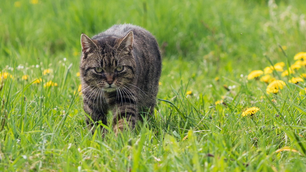 Katze auf der Wiese