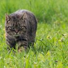 Katze auf der Wiese