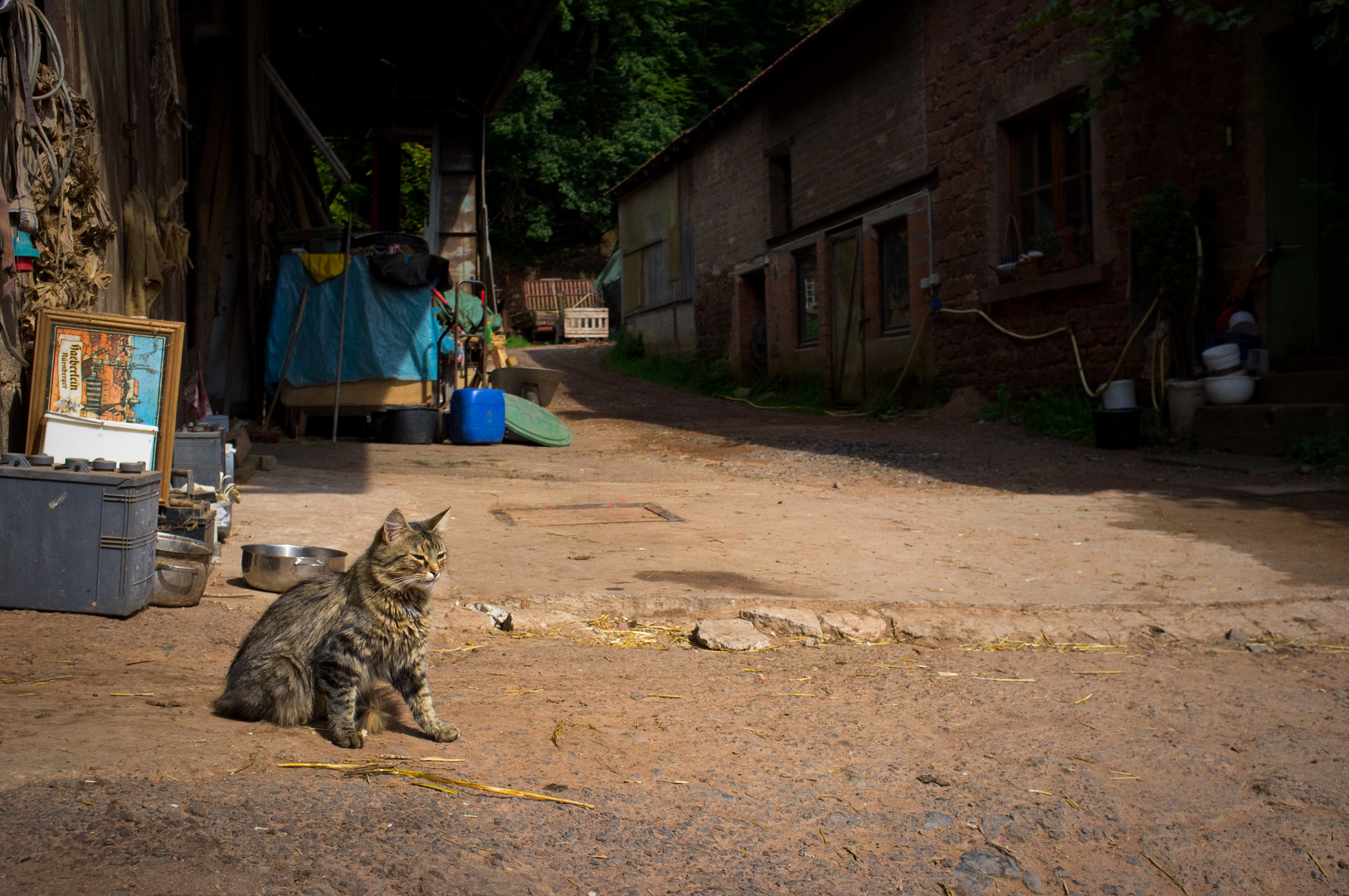 Katze auf einem alten Bauernhof