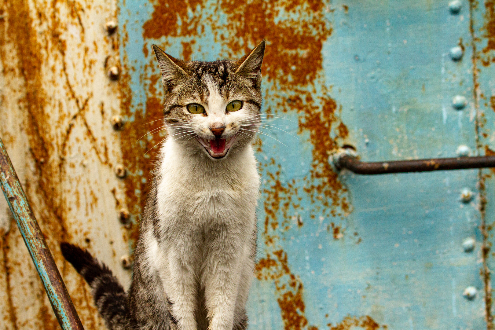 Katze auf einem Fischerboot