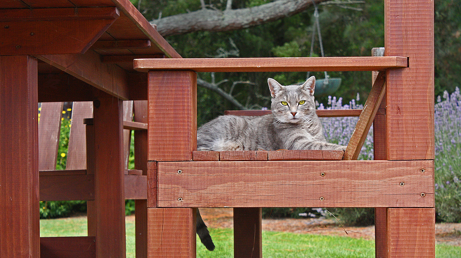 Katze auf einer Lavendelfarm (NZL)