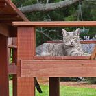 Katze auf einer Lavendelfarm (NZL)