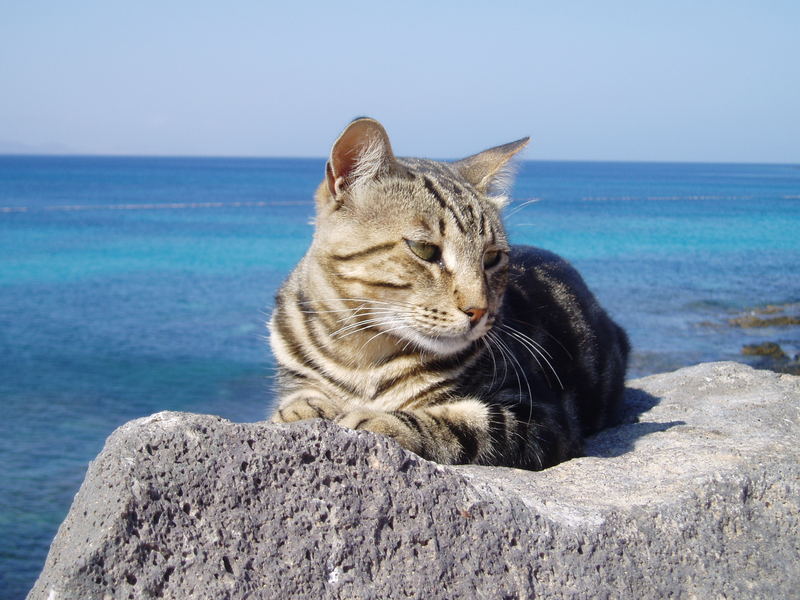 Katze auf einer Steinmauer