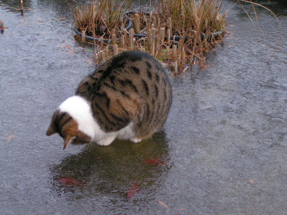 Katze auf Eis