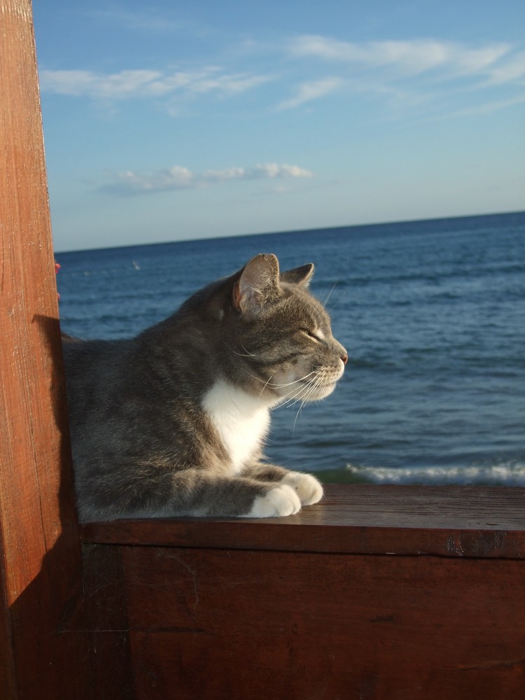 katze auf elba