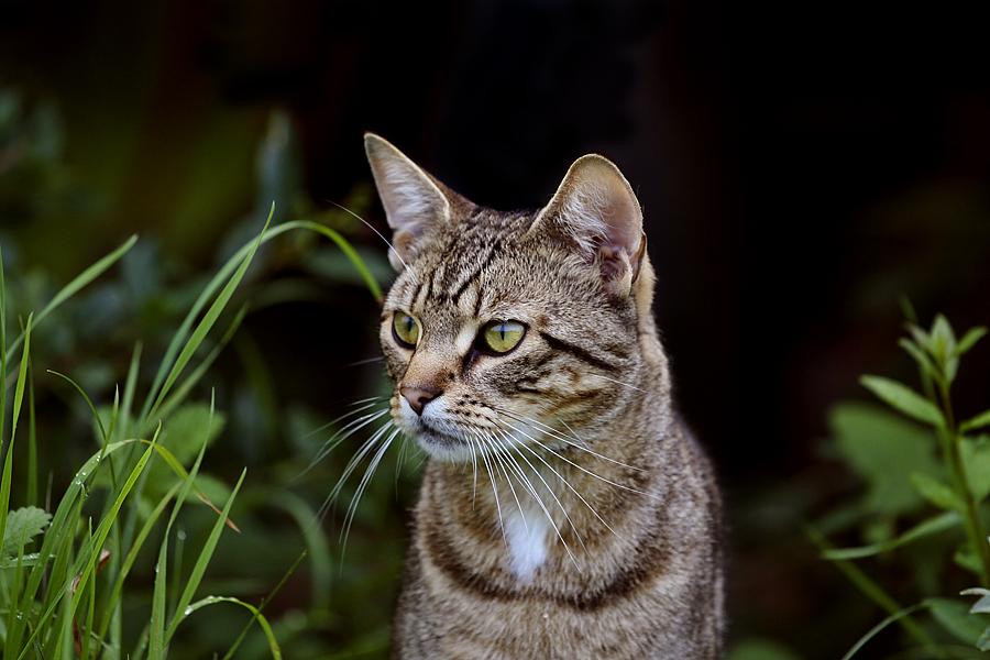 Katze auf Entdeckungsreise