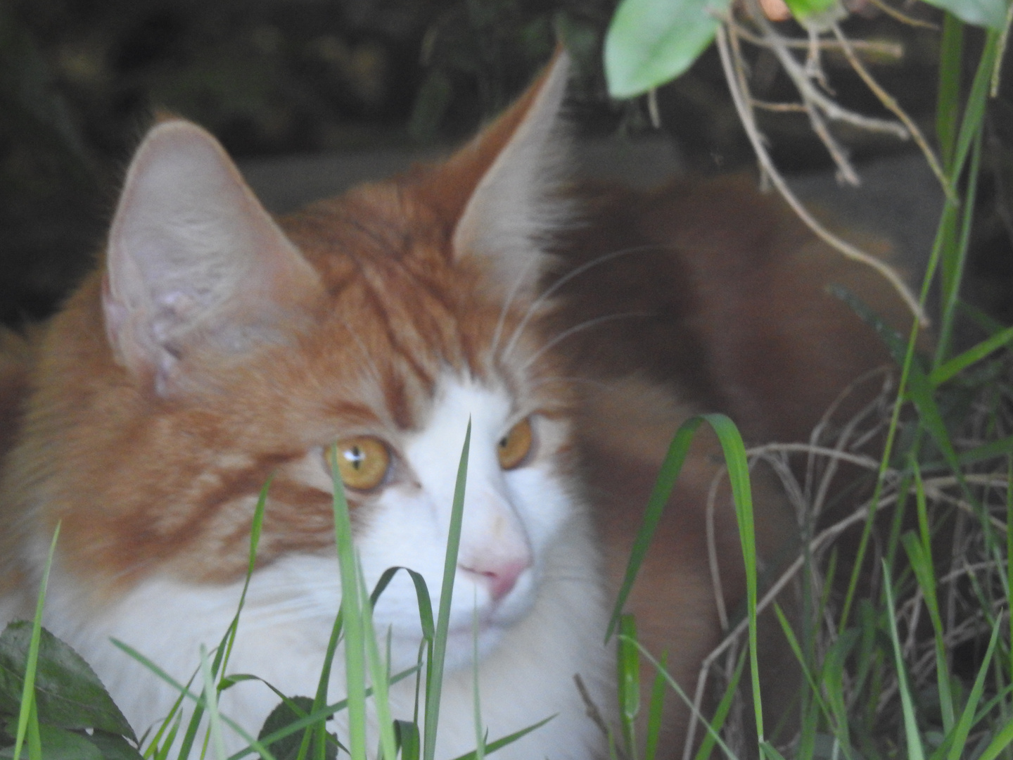 Katze auf Entdeckungstour 1