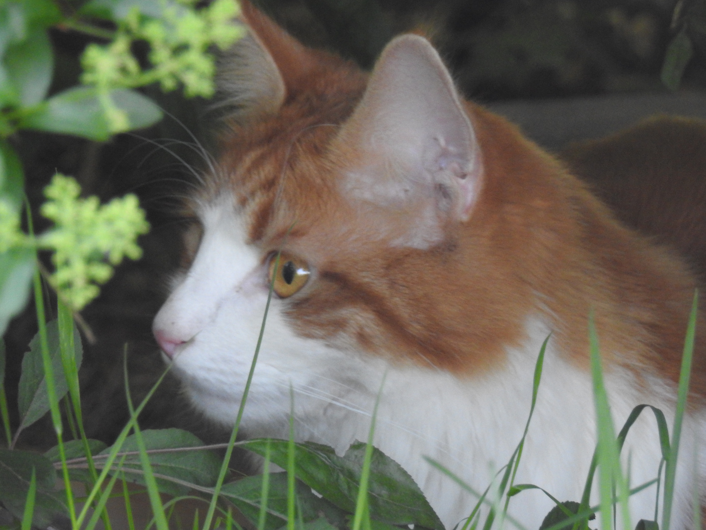 Katze auf Entdeckungstour 2