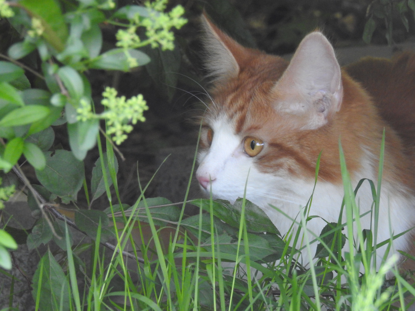 Katze auf Entdeckungstour 3