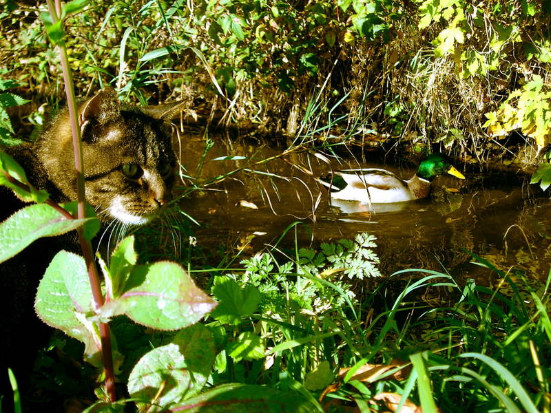 Katze auf Entenjagd