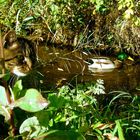 Katze auf Entenjagd