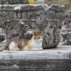 Katze auf Ephesus