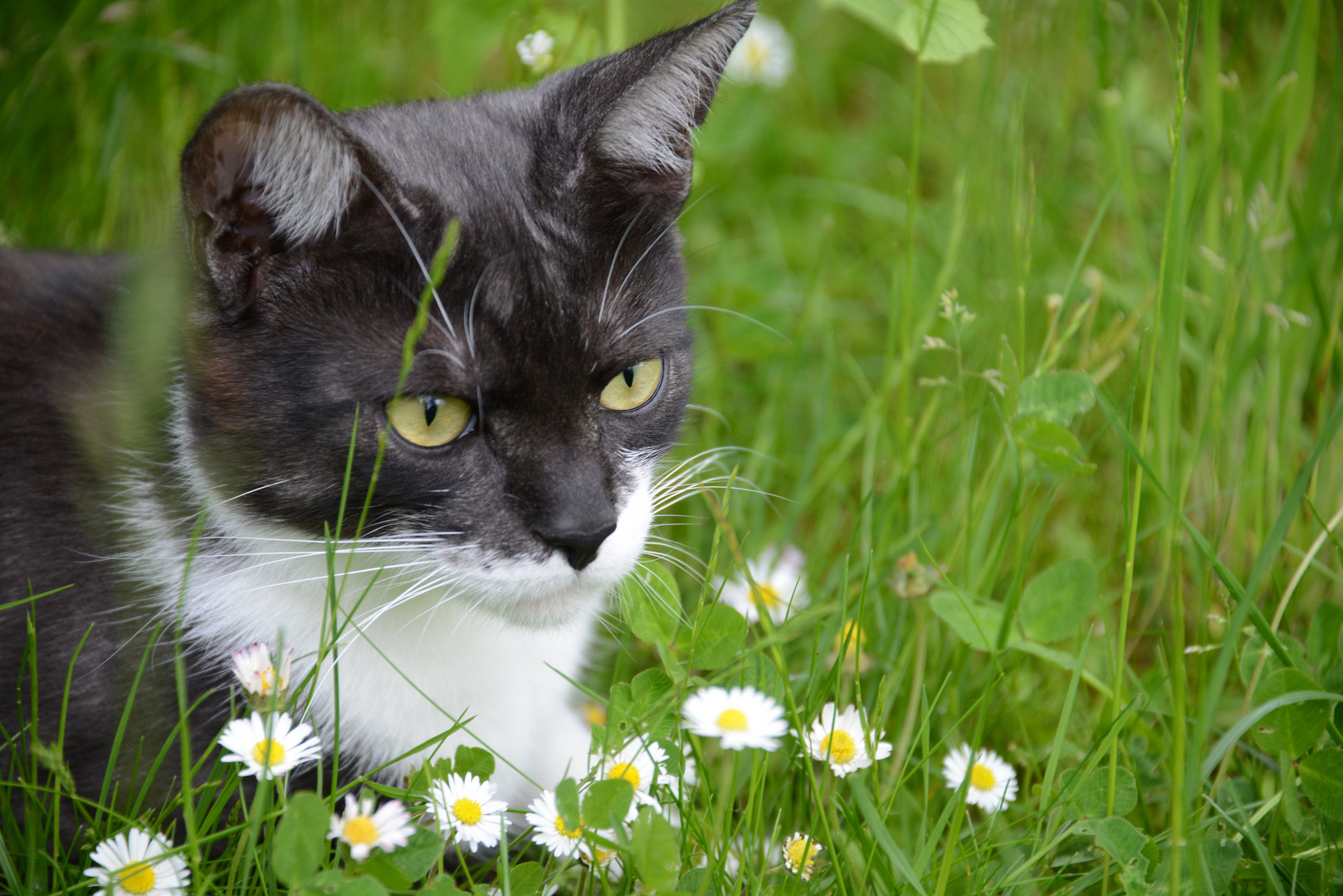 Katze auf er Lauer im Garten