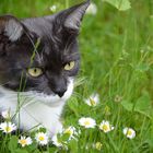 Katze auf er Lauer im Garten