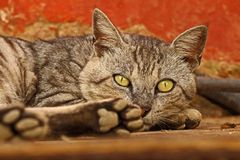 Katze auf er Île de Gorée/ Senegal