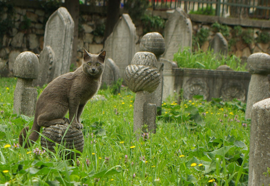 Katze auf Grabstein