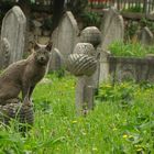 Katze auf Grabstein