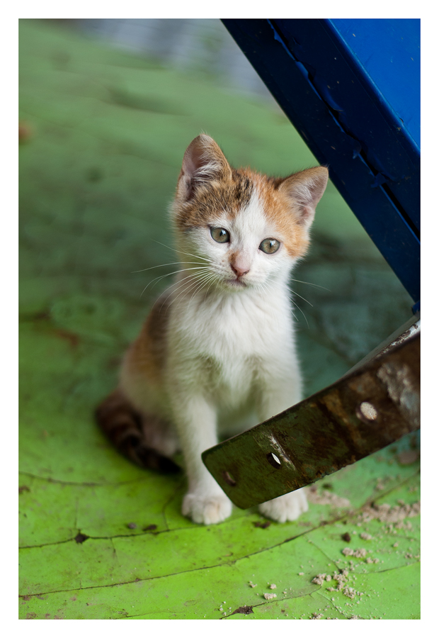 Katze auf Grün-Blau