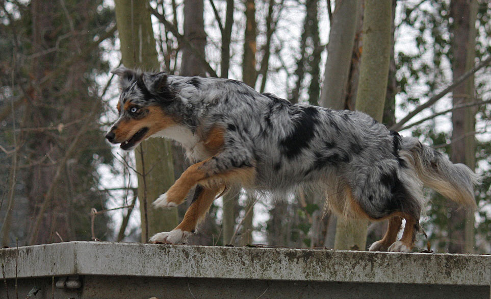 - Katze auf heissem Blechdach ... -