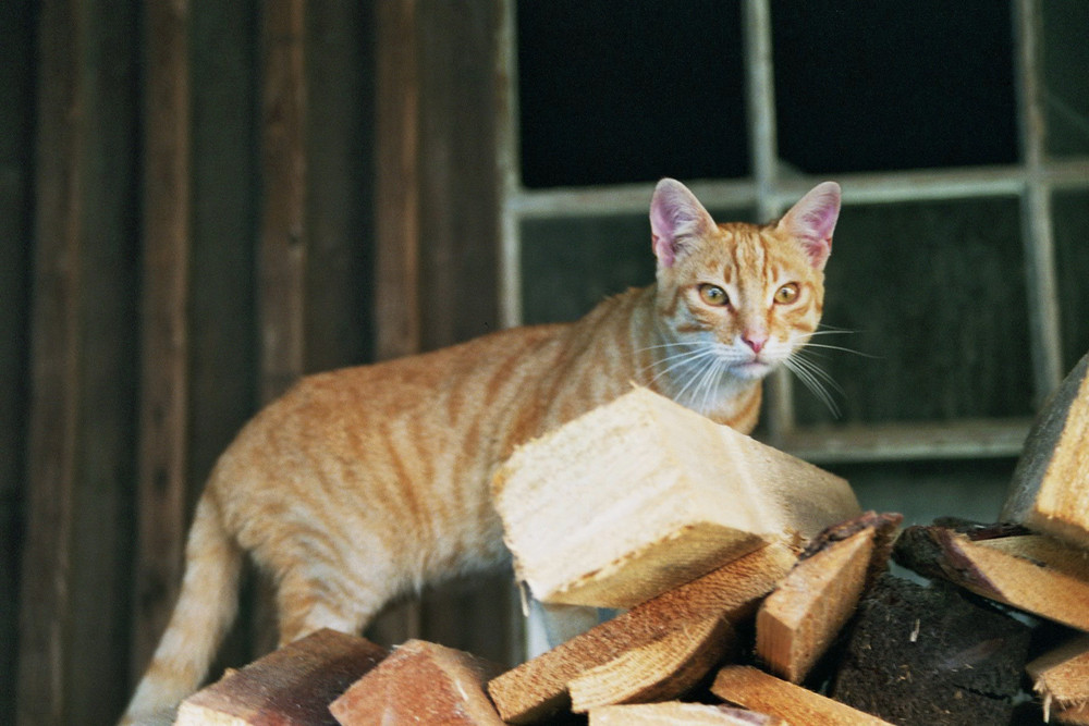 Katze auf Holz