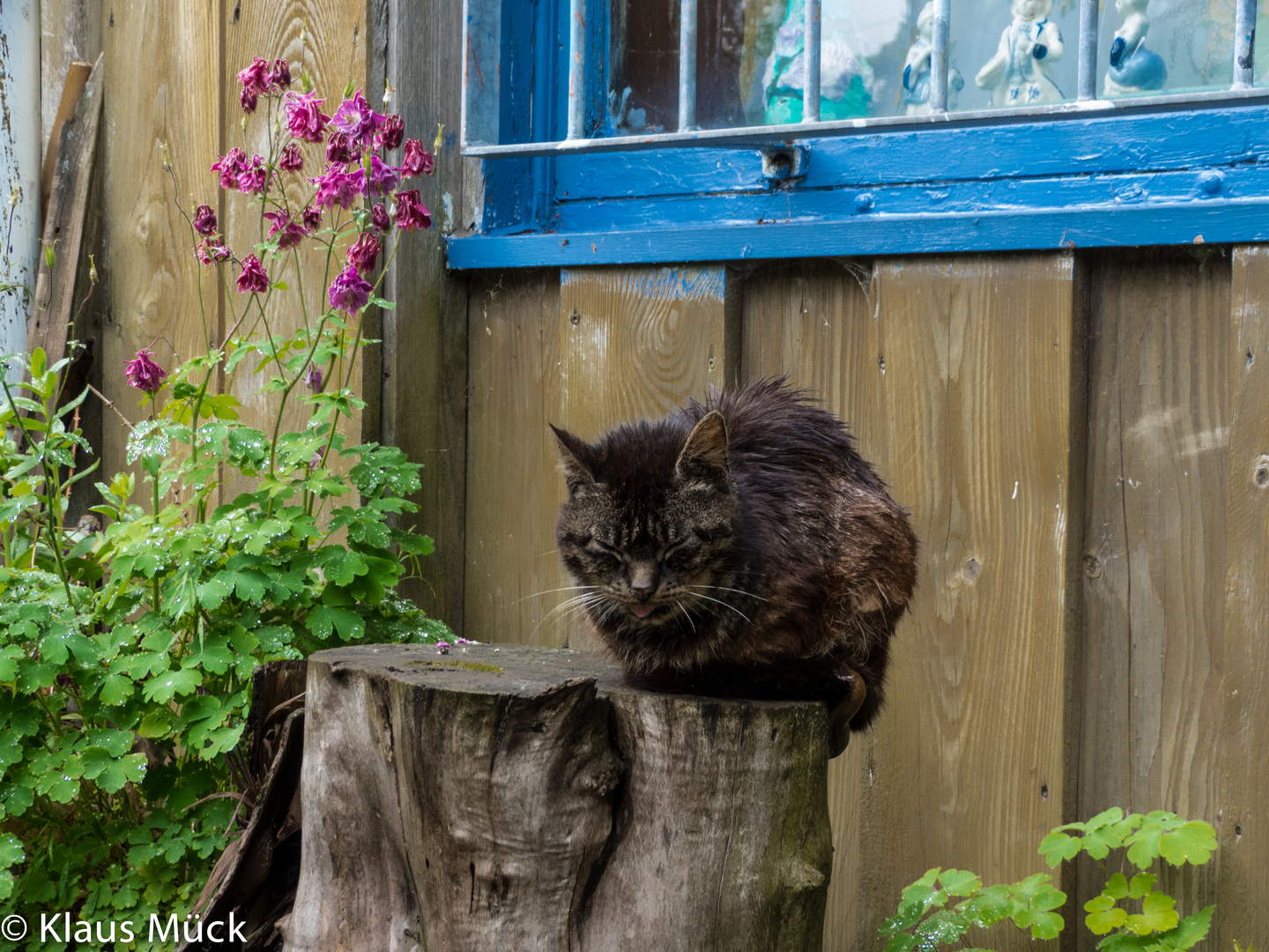 Katze auf Holzklotz