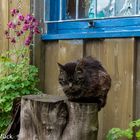 Katze auf Holzklotz