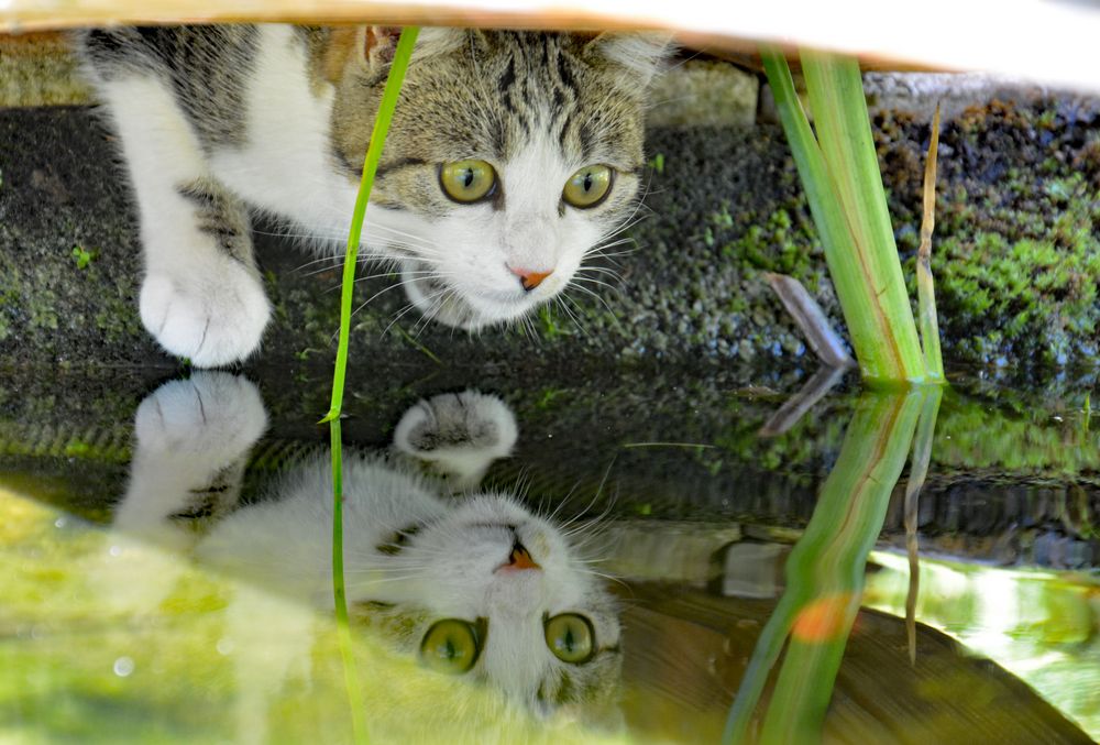 Katze auf Jagd Foto & Bild tiere, haustiere, katzen Bilder auf