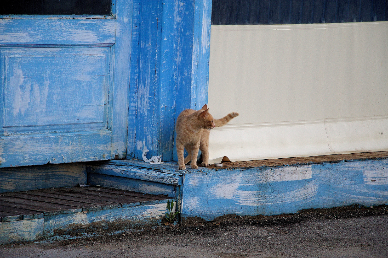 Katze auf Karpathos