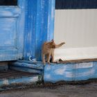 Katze auf Karpathos