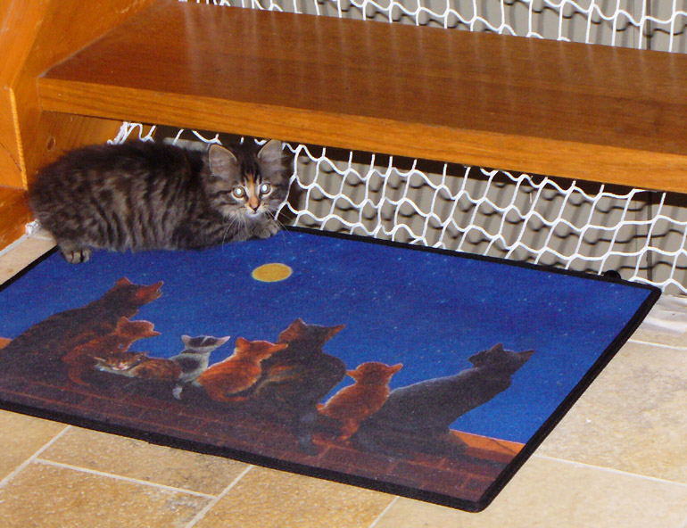 Katze auf Katzenteppich