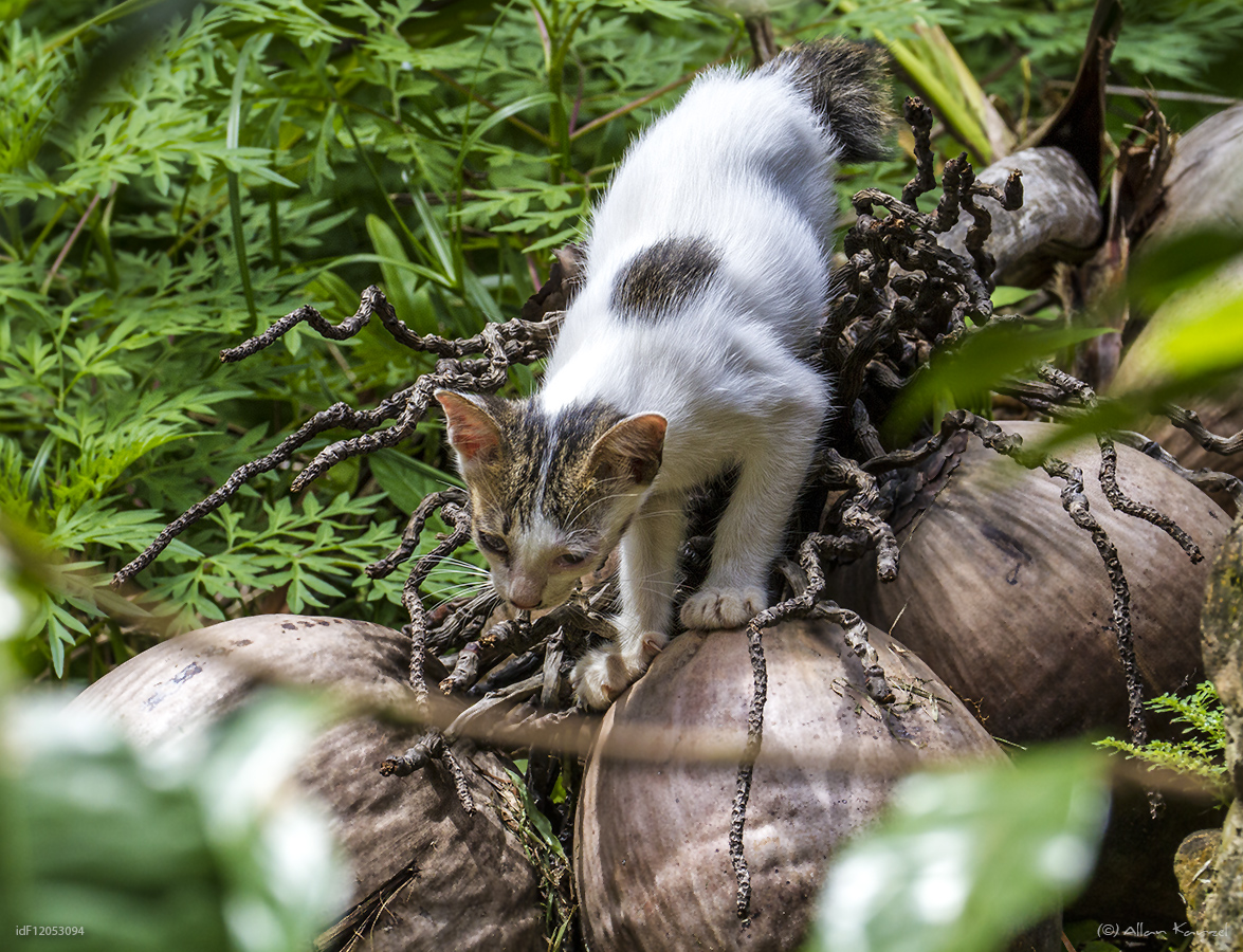 Katze auf Kokosnuss